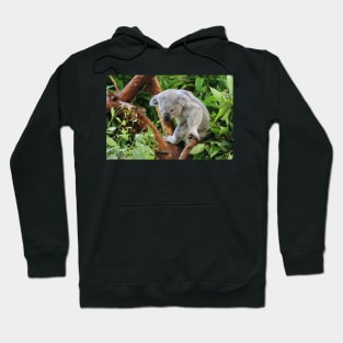 Koala Hoodie